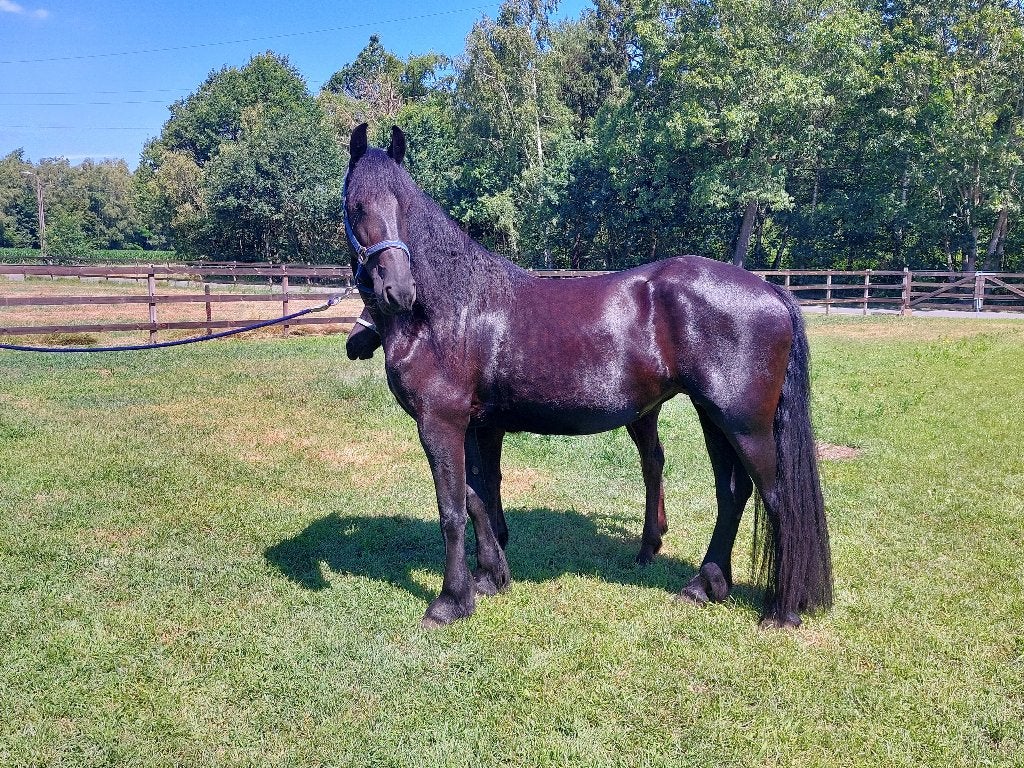 Friese merries, Cheval de dressage, Avec pedigree, Débourré, 160 à 165 cm