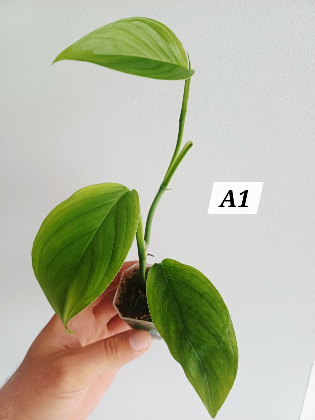 Monstera EC7 (NoID), Huis en Inrichting, Kamerplanten, Overige soorten, Minder dan 100 cm, Groene kamerplant, Halfschaduw, In pot