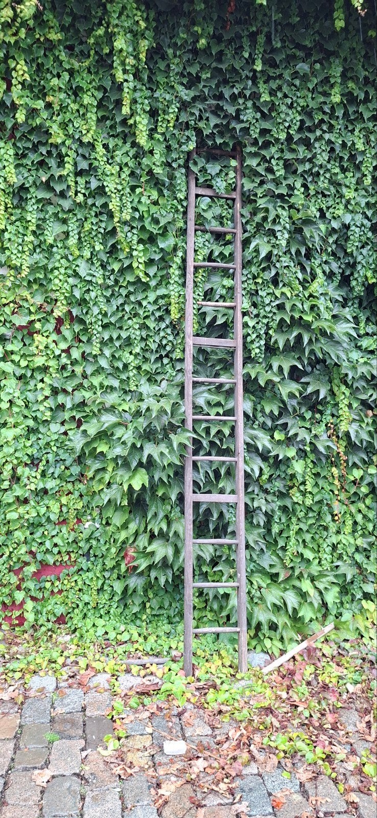 houten plukladder, 13 sporten, 3,5 meter, Doe-het-zelf en Bouw, Ophalen, Gebruikt, Ladder, 2 tot 4 meter