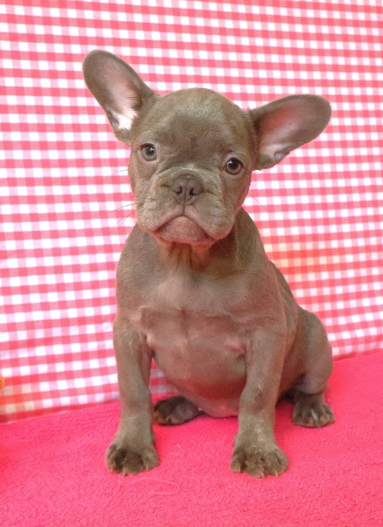 Super leuke Franse Bulldog pups!, Dieren en Toebehoren, 15 weken tot 1 jaar, Buitenland, CDV (hondenziekte), Bulldog