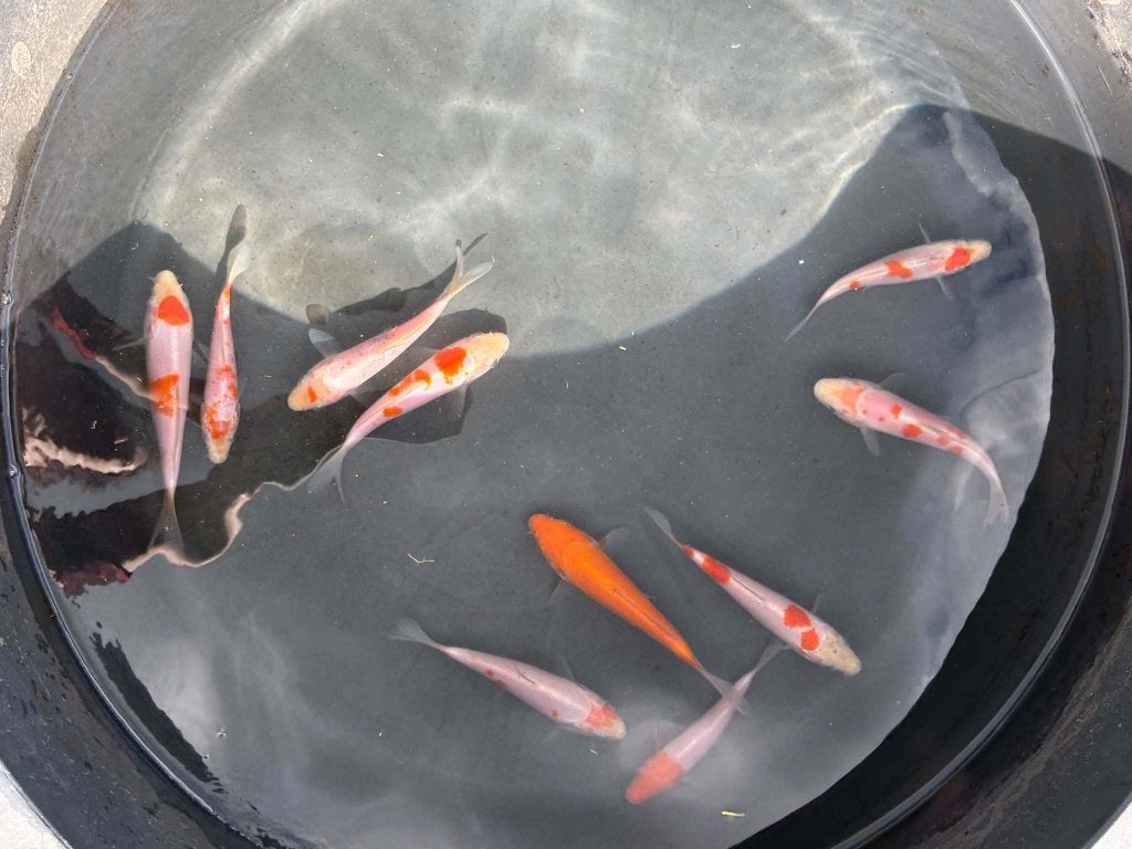 10 Koi – Kohaku, Tancho & Tancho Kohaku, Dieren en Toebehoren, Karper of Koi