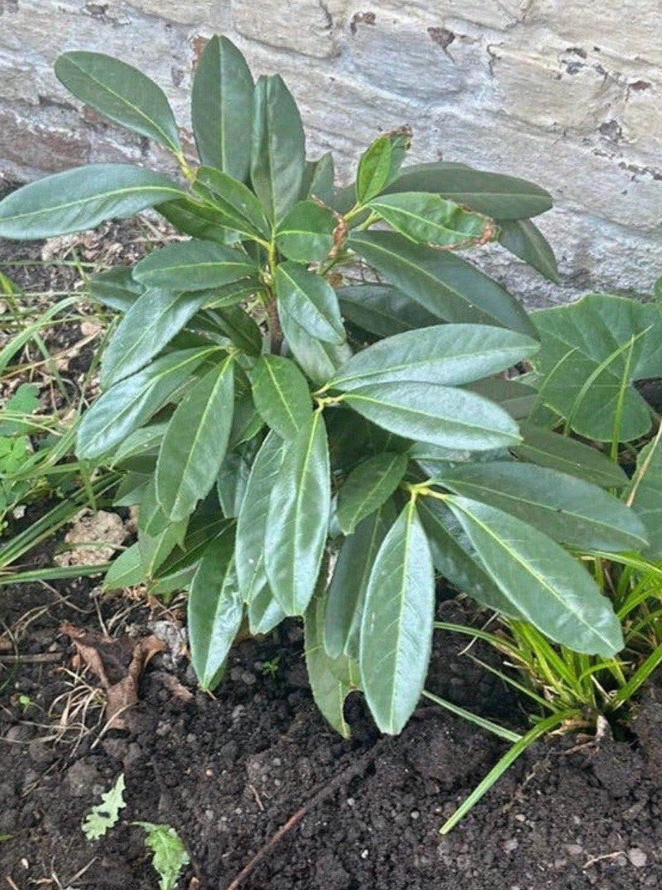 Laurier laurocerasus, Tuin en Terras, Ophalen