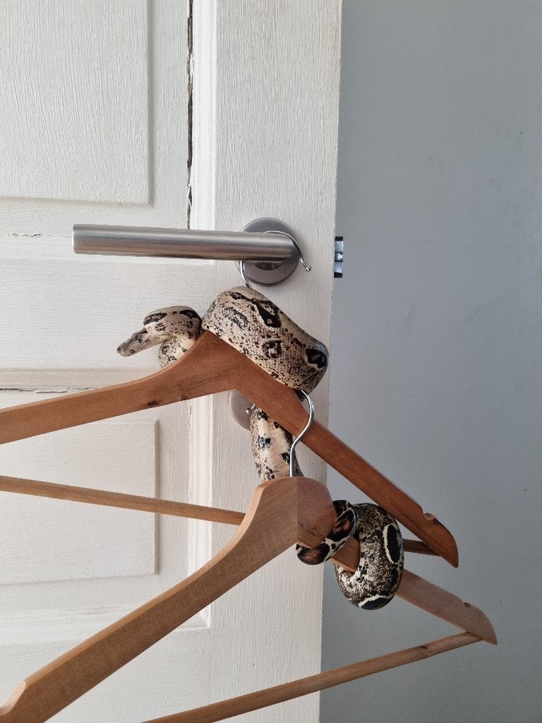 Boa constrictor het leopard, Animaux & Accessoires, Reptiles & Amphibiens, Serpent, Domestique, 3 à 6 ans