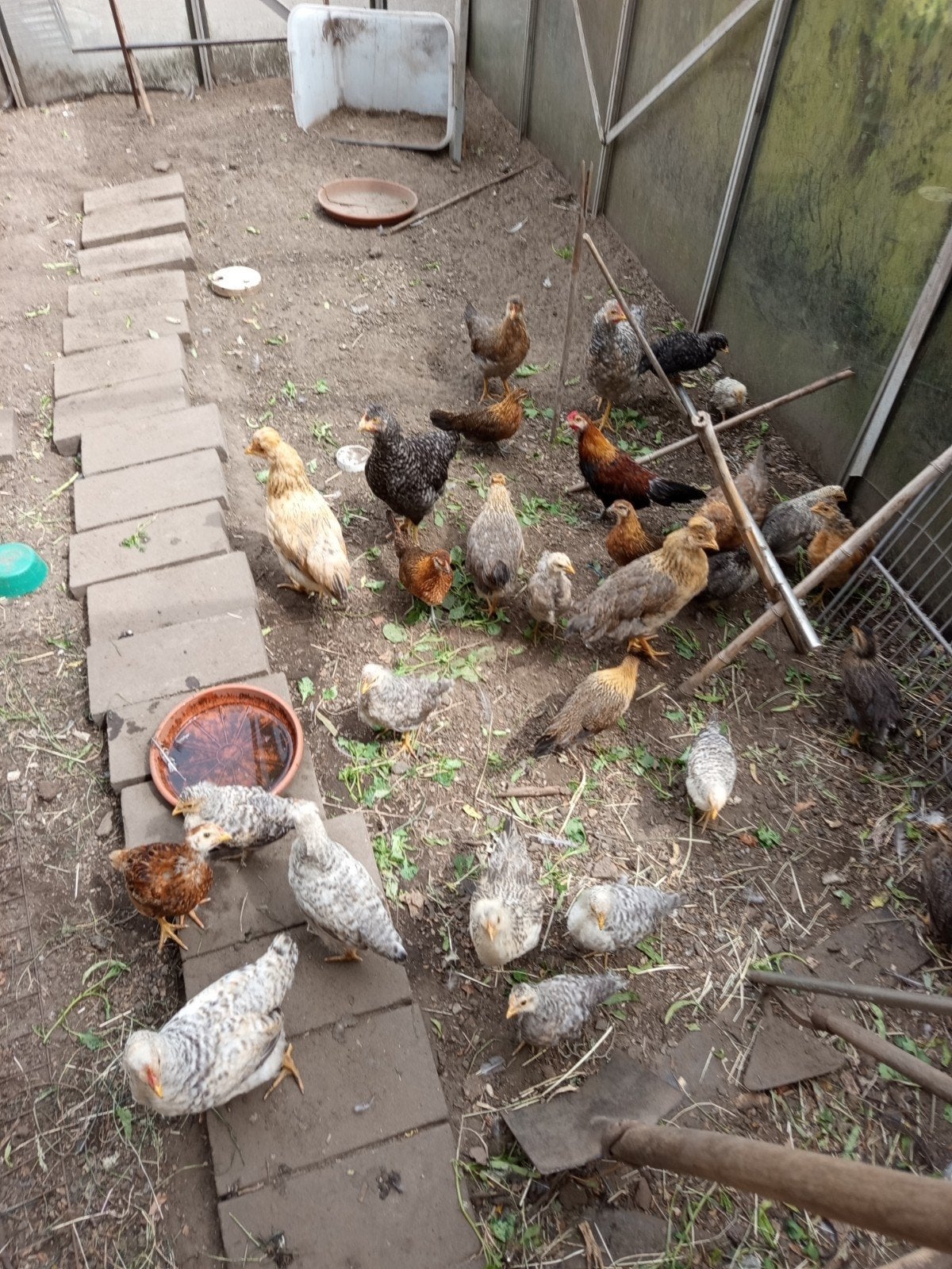 kippen groen leggers, Dieren en Toebehoren, Pluimvee