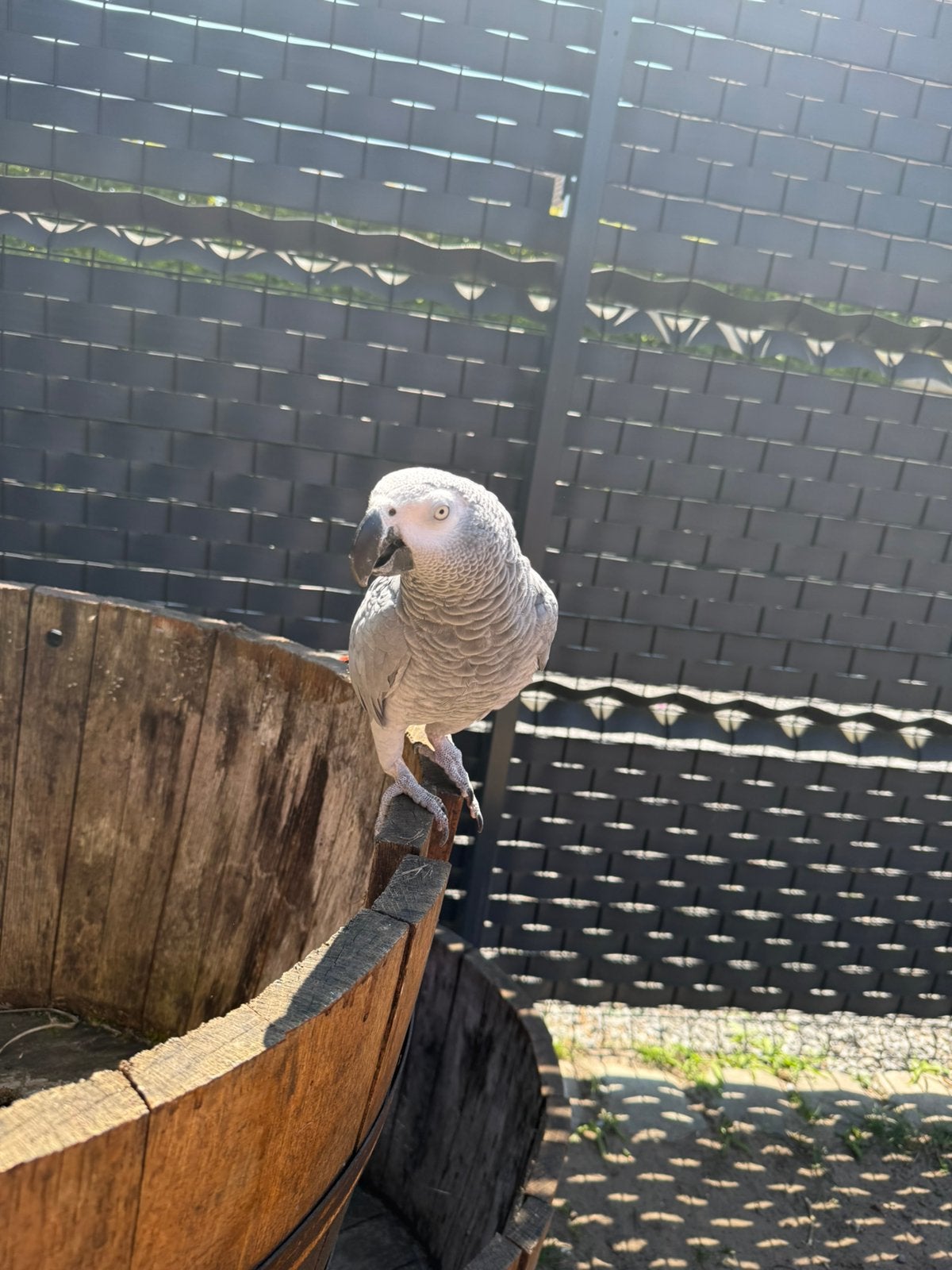 Grijze roodstaart papegaai, Dieren en Toebehoren, Vogels | Parkieten en Papegaaien, Vrouwelijk, Papegaai, Pratend