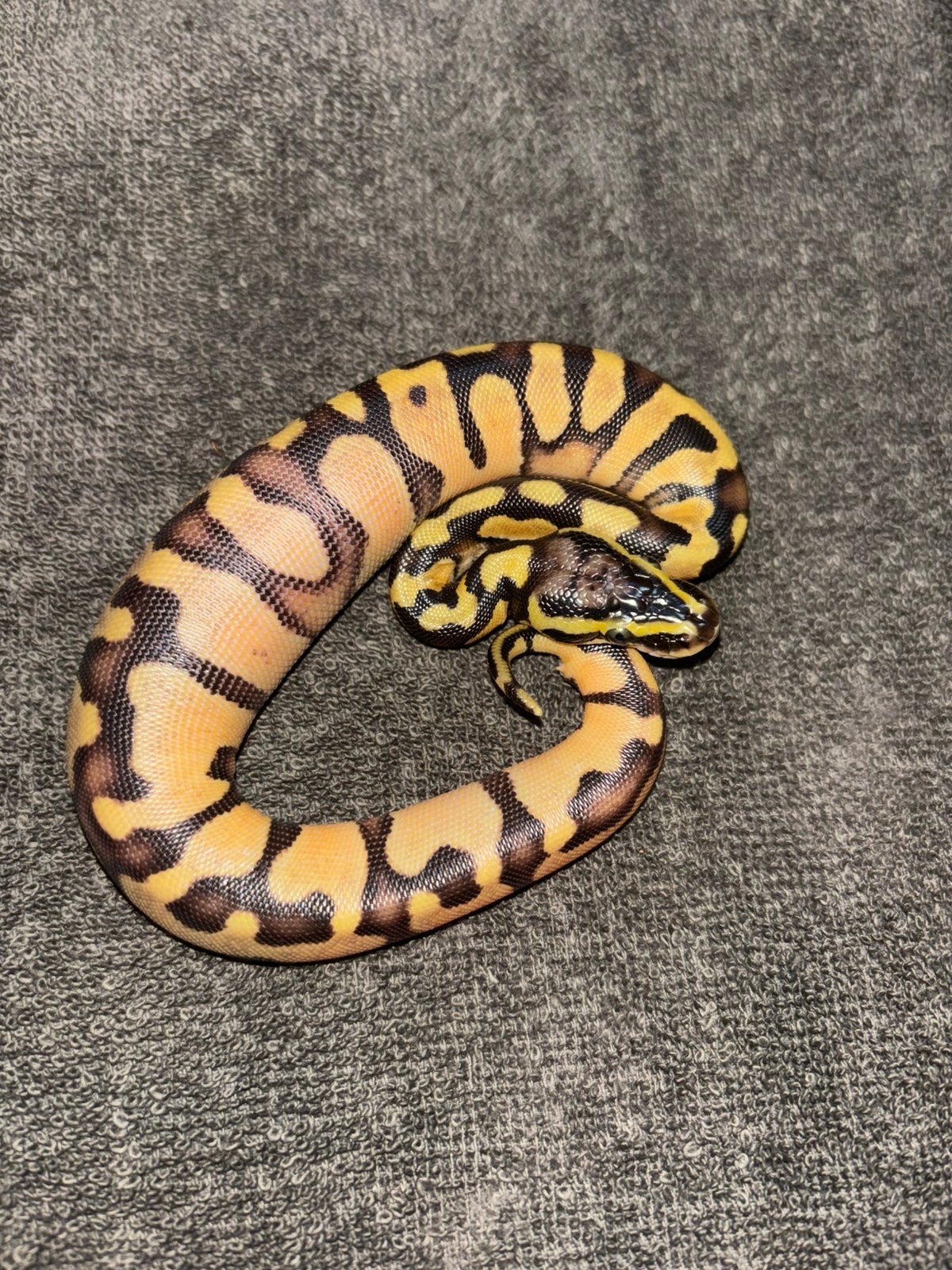 Python regius super enchi pastel hed albinos