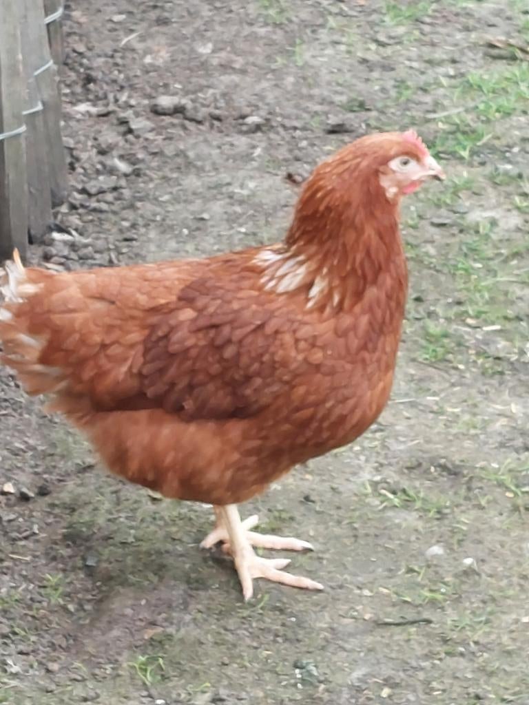 Jonge bruine legkippen (Isa Brown), Dieren en Toebehoren, Pluimvee