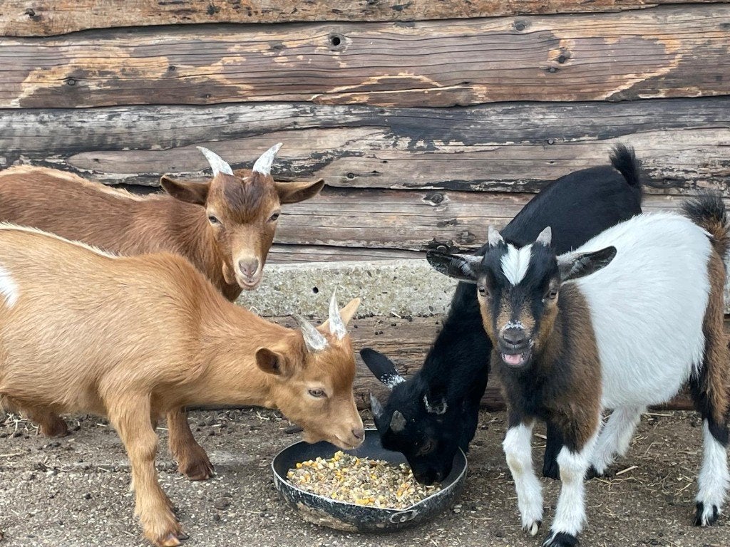 dwerggeit, Dieren en Toebehoren, Mei, Mannelijk