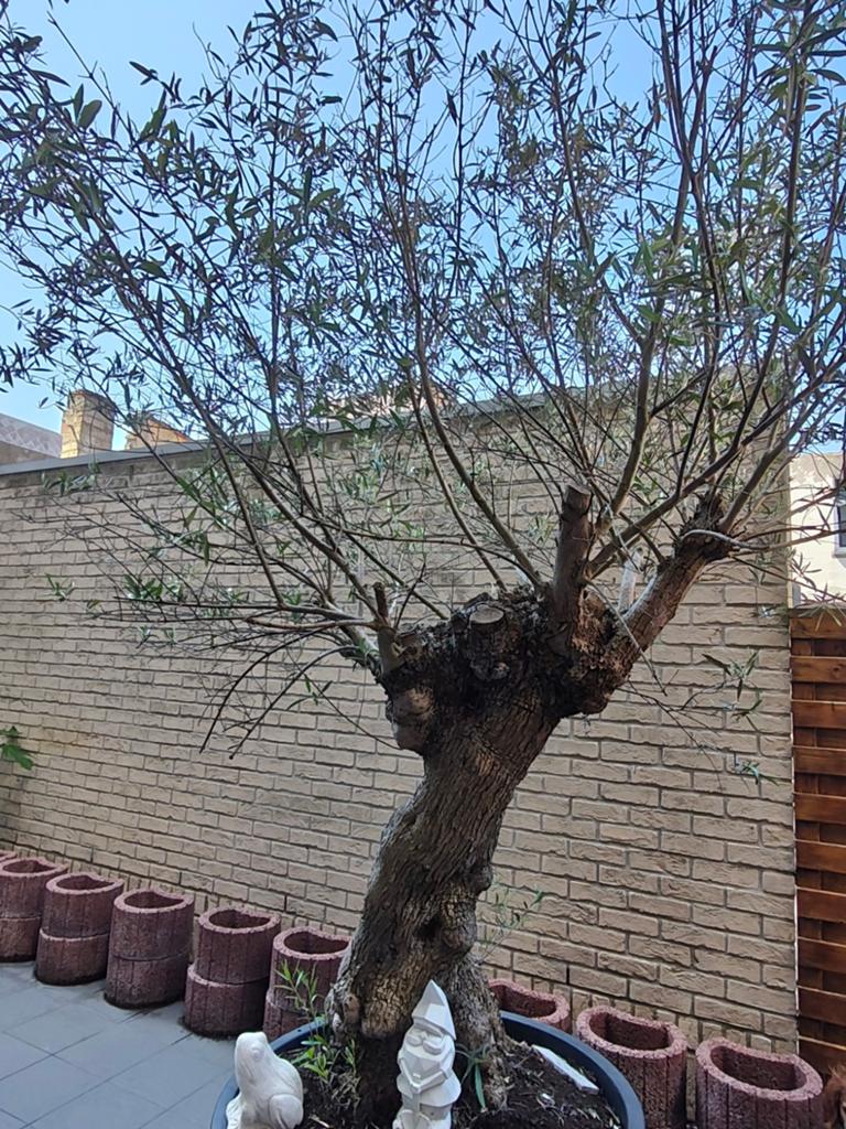 Grote olijfboom, Tuin en Terras, Planten | Bomen, Ophalen, In pot, Olijfboom