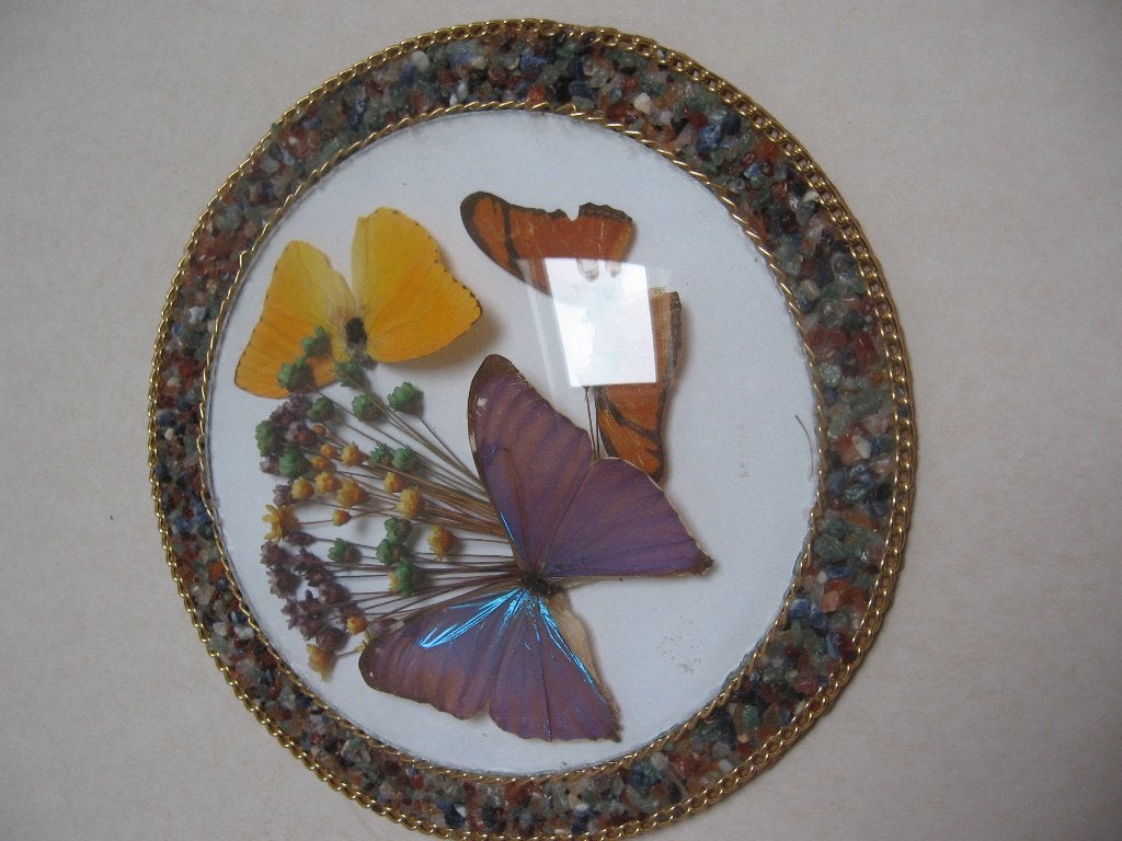 2 encadrements artisanaux ornés de véritables papillons d'Am, Collections, Enlèvement ou Envoi, Comme neuf, Insecte, Autres types