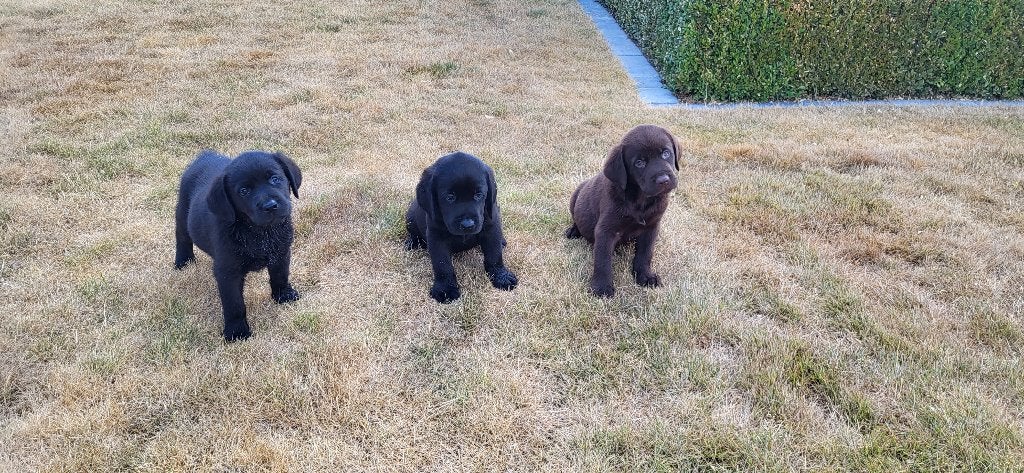 Labrador pups, Maladie de Carré (chiens), Labrador retriever, Plusieurs, Belgique