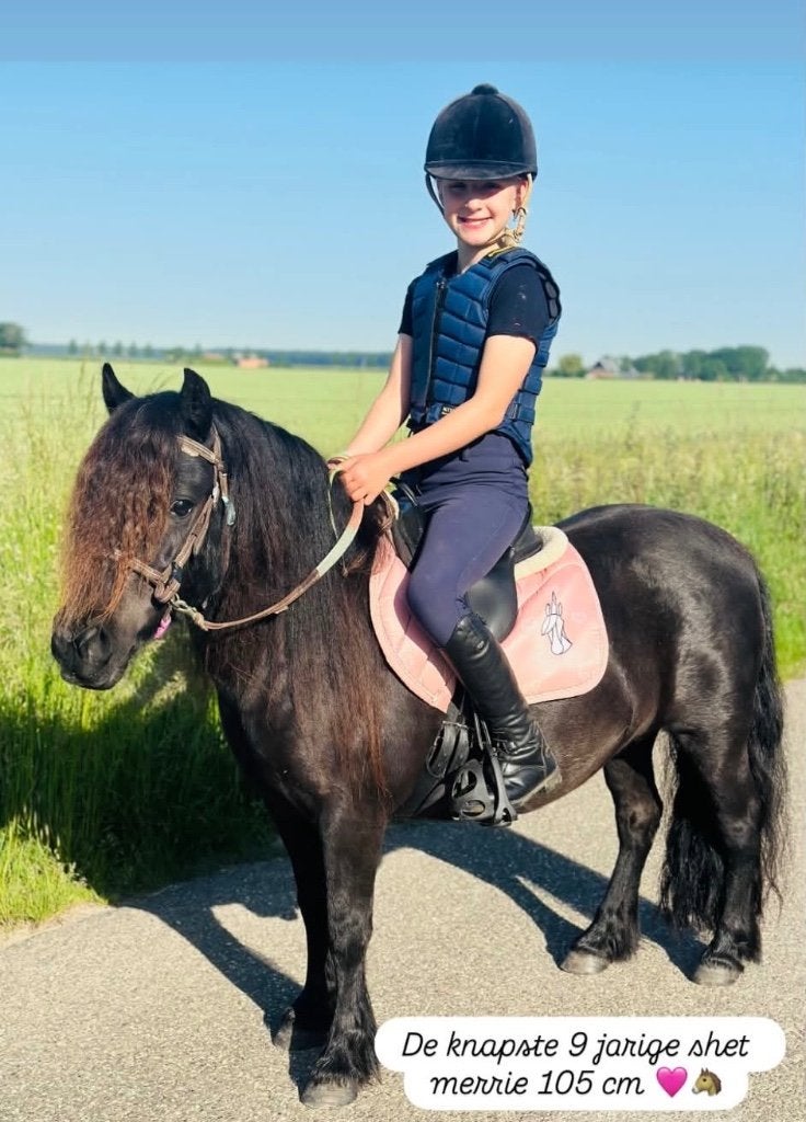 Heel lieve en knappe 9 jarige shetlandpony, Dieren en Toebehoren, Pony's, Met stamboom, 7 tot 10 jaar