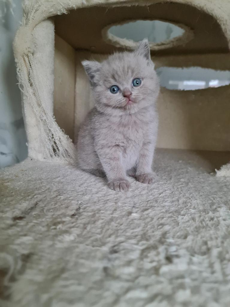 Brits korhaar kittens / unieke kleuren, Meerdere dieren, Met stamboom, 0 tot 2 jaar