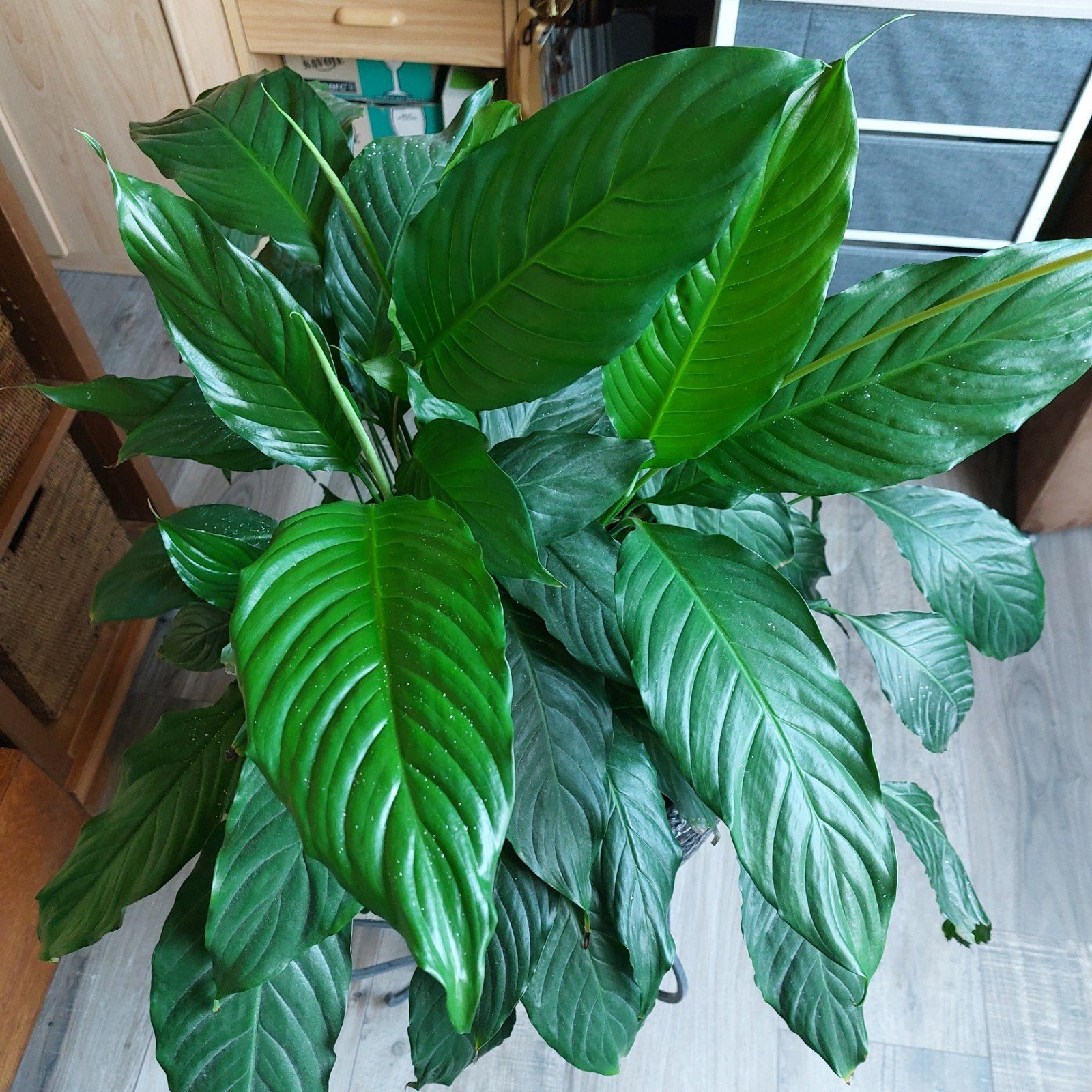 Lepelplant, Ophalen
