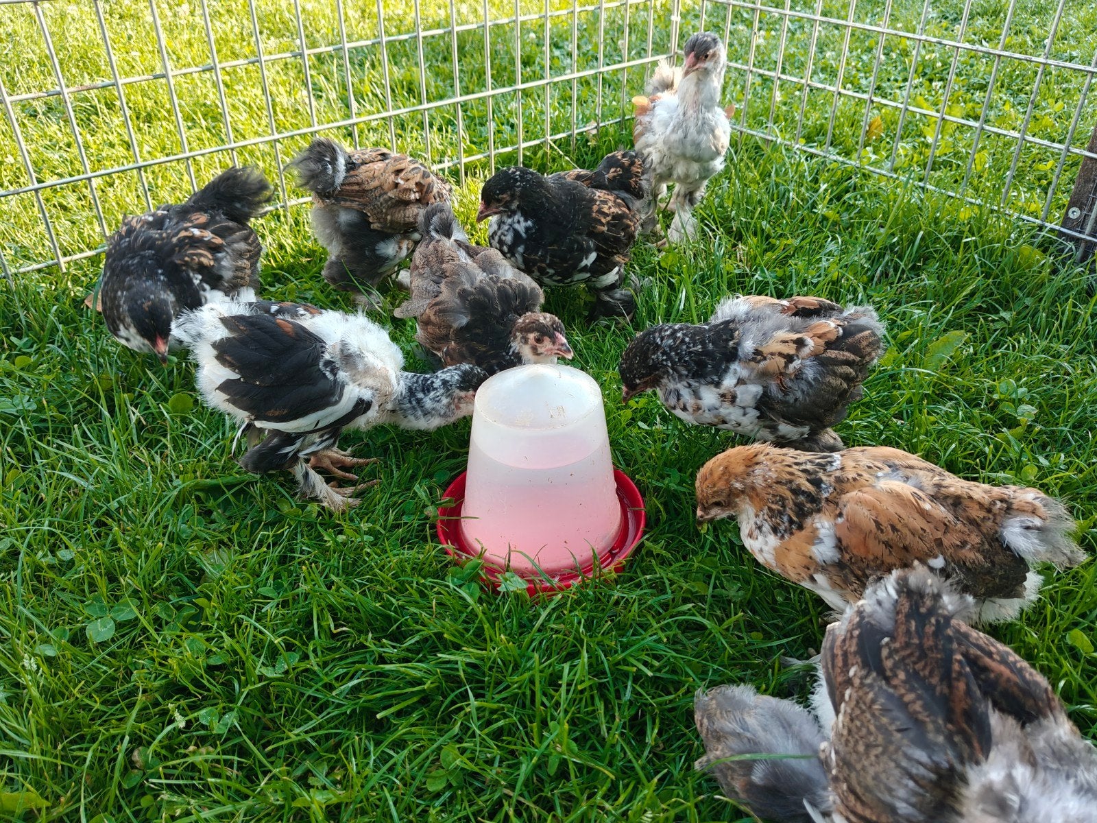 10 Brahma porselein kuikens