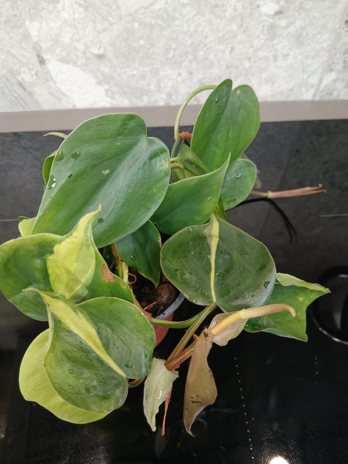 philodendron/epipremnum Brasil, Huis en Inrichting, Ophalen of Verzenden