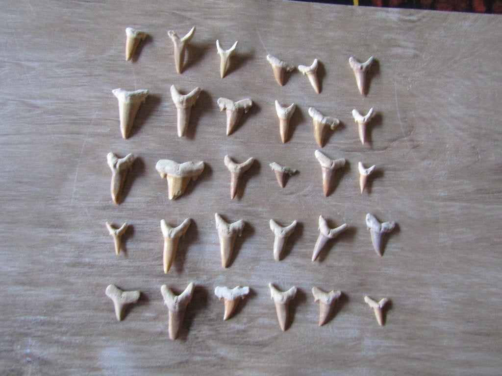 Prachtige set van 30 FOSSIL haaientanden, Verzamelen, Ophalen of Verzenden, Fossiel