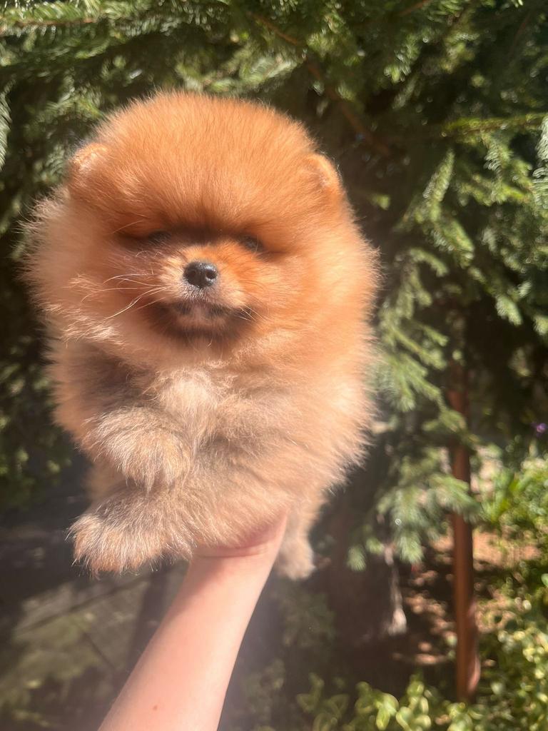 Prachtige mini pomeriaan pups (bear face ), Dieren en Toebehoren, Parvo, België, Particulier, Keeshond