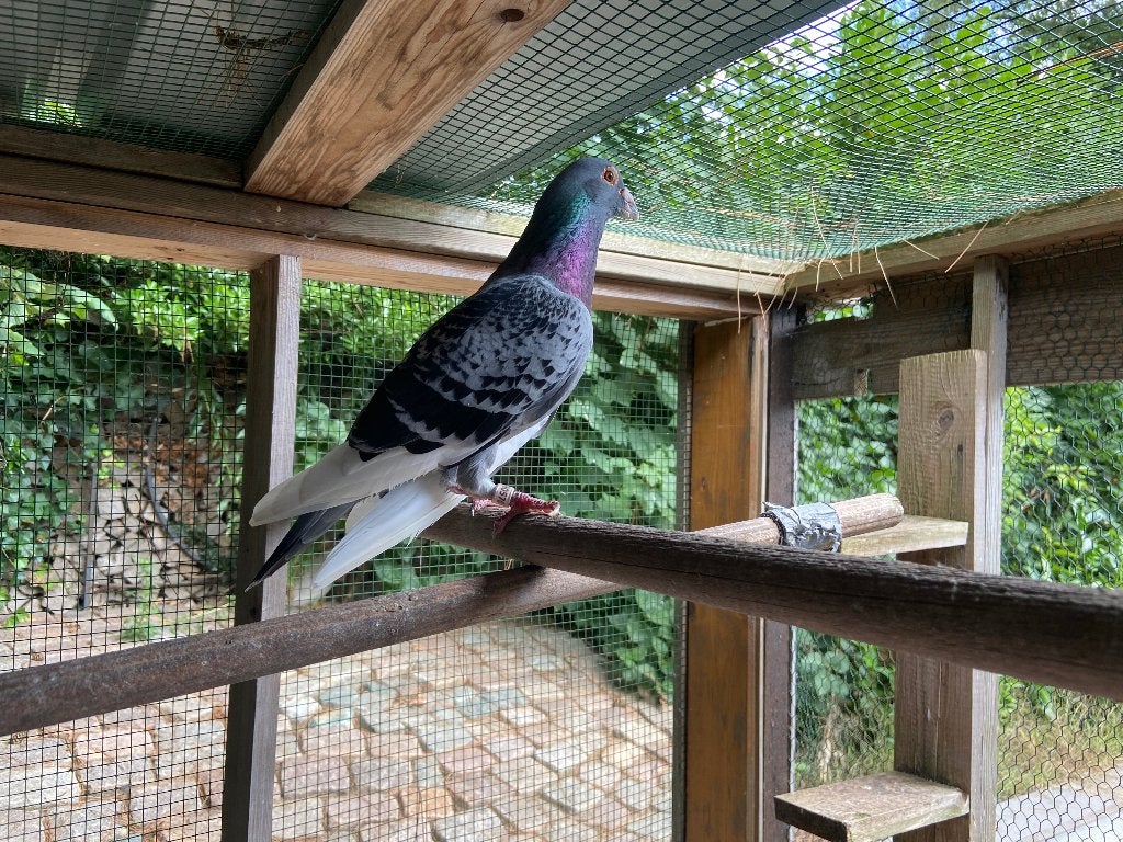Un colombophile recherché, Animaux & Accessoires, Oiseaux | Pigeons, Pigeon voyageur, Plusieurs animaux