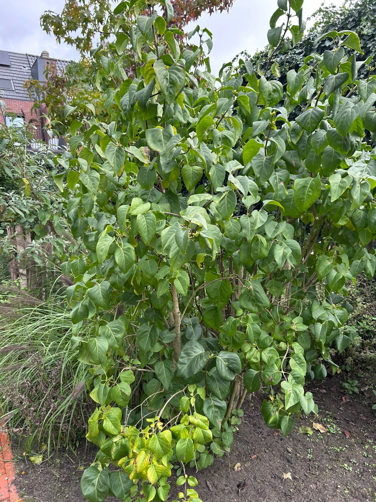 Kruidnagel, Tuin en Terras, Ophalen