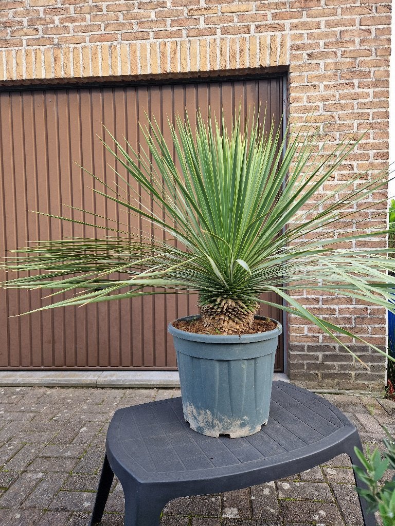 Yucca rostrata in pot, Ophalen, In pot