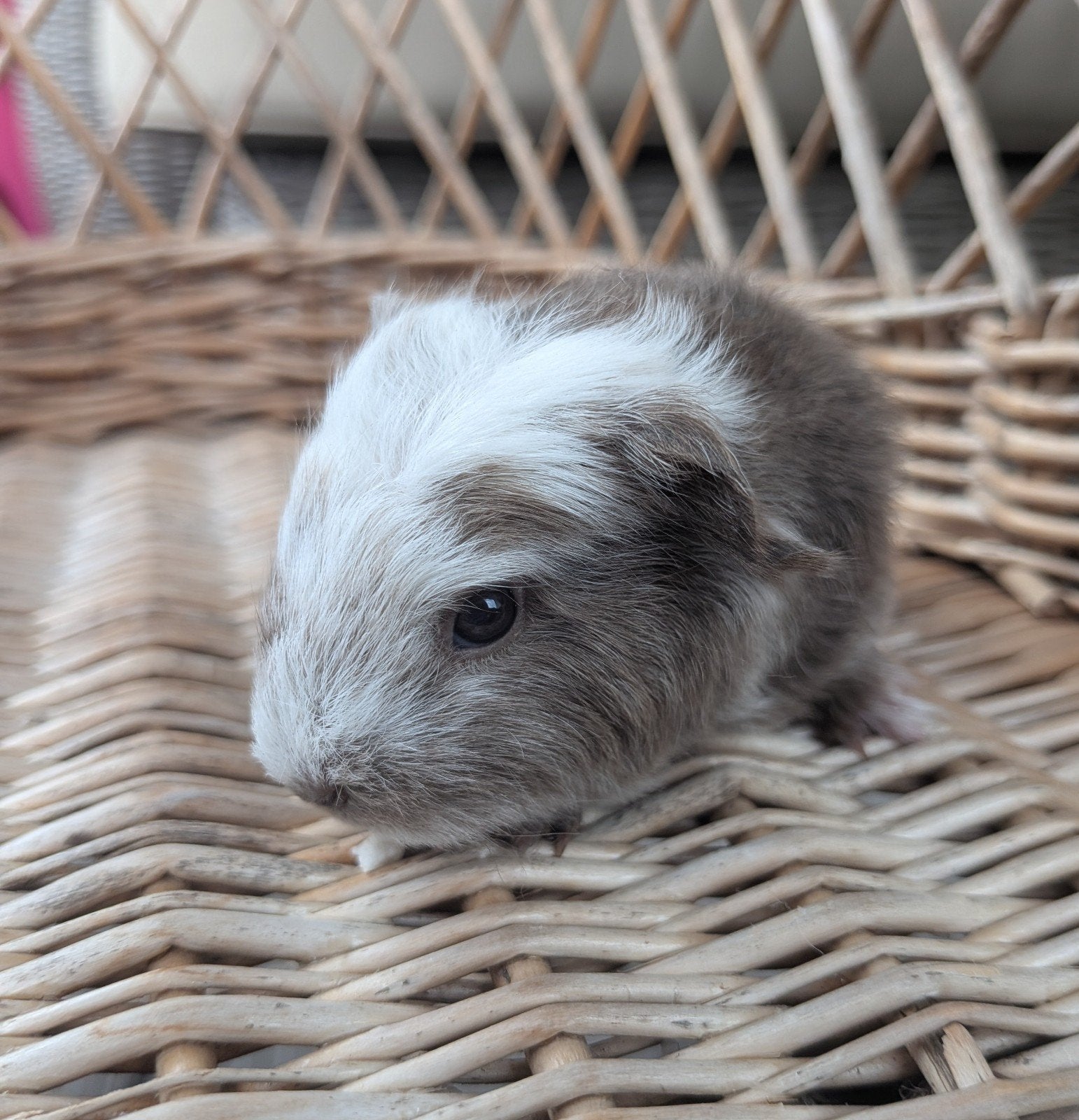 Ch Teddy baby cavia's, Animaux & Accessoires, Rongeurs, Femelle, Cobaye, Juillet, Domestique