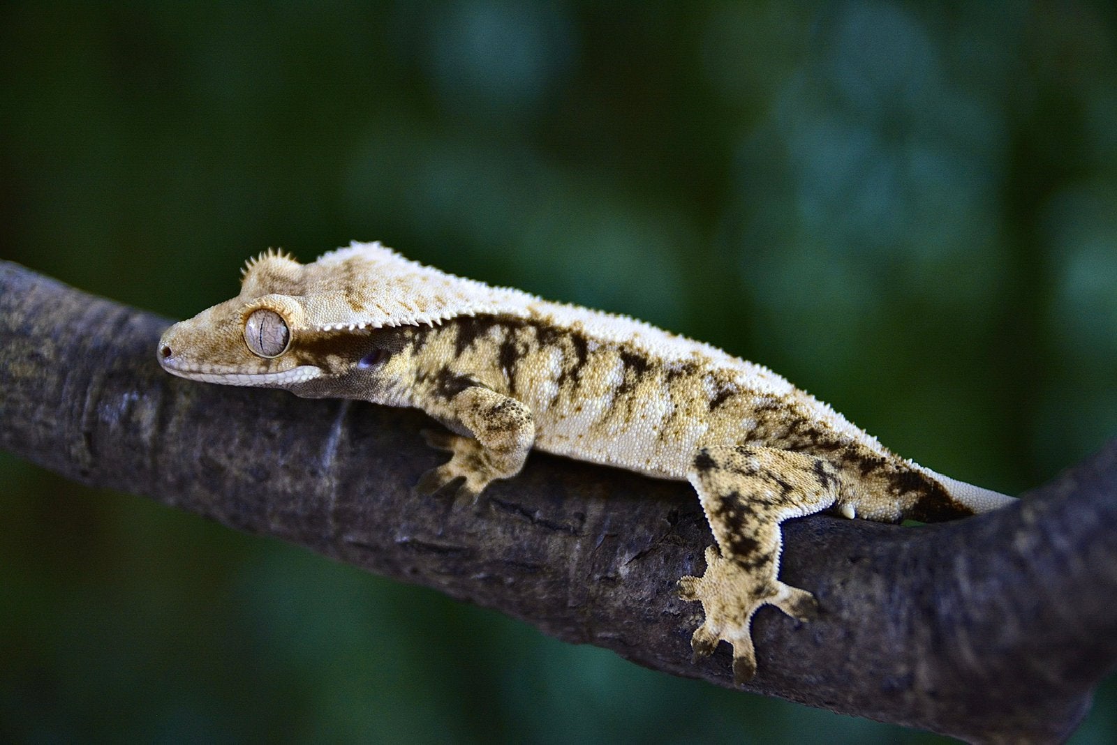 Wimpergekko 1.0 man top price, Animaux & Accessoires, Reptiles & Amphibiens