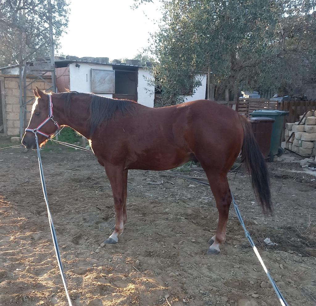 Magnifique étalon AQHA offert, Étalon
