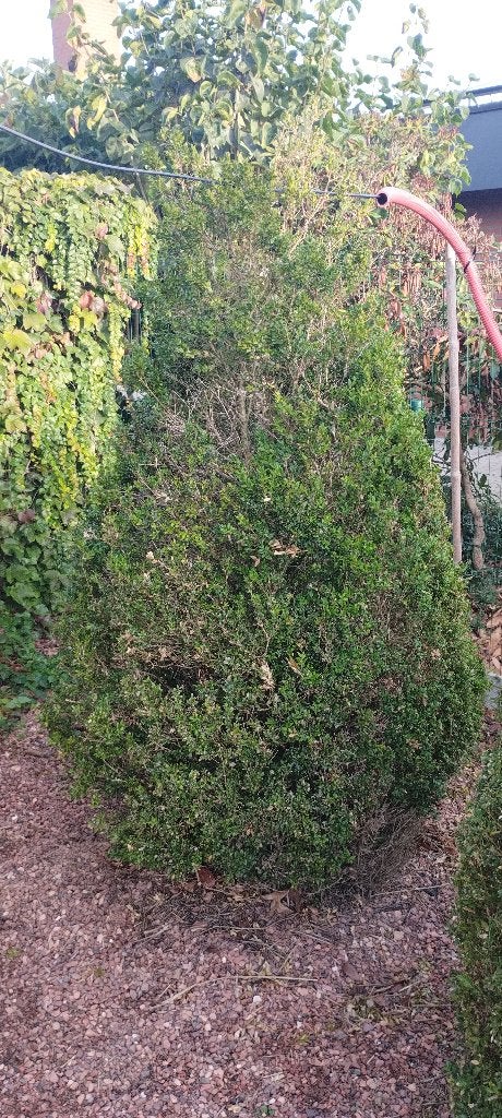 Buxuskegel 200 cm hoog, Ophalen, Vaste plant
