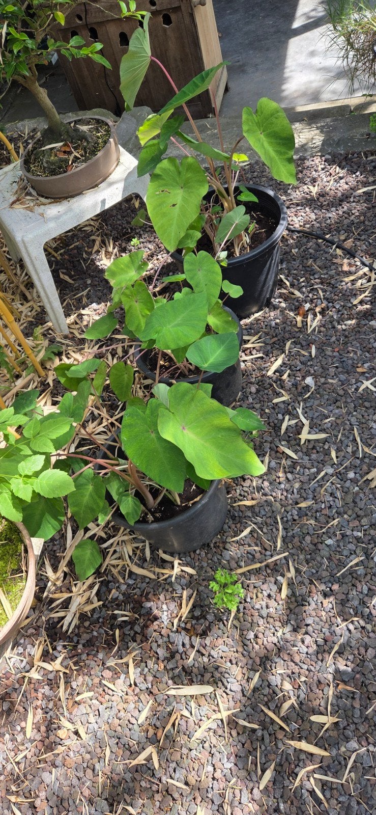 Oreille d'éléphant. Colocasia « Chine rose », Enlèvement