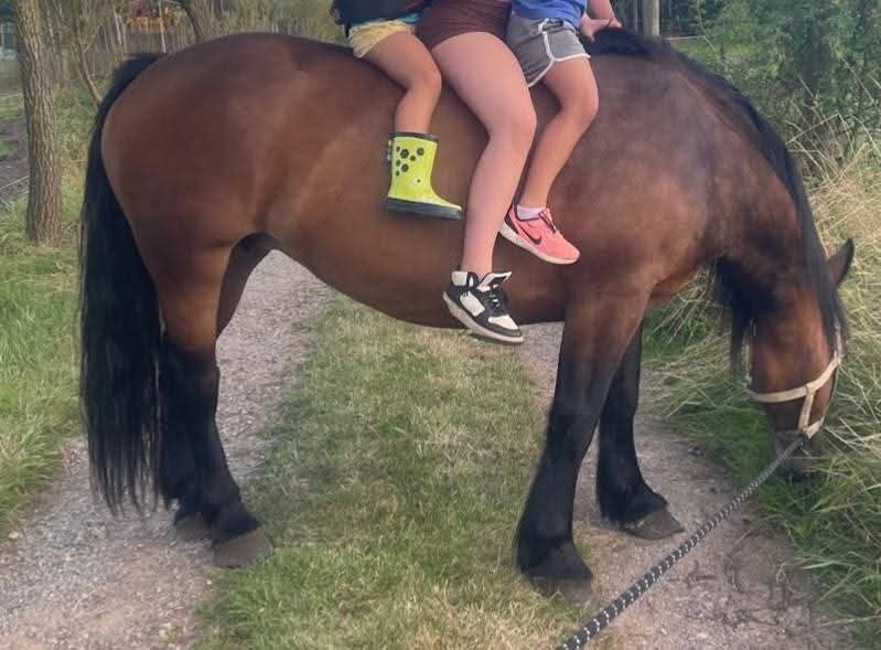 Prachtige en lieve koudbloed mix merrie te koop, Dieren en Toebehoren, Paarden, Merrie