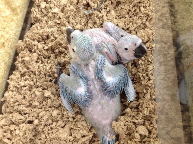 Bélier à main pour bébé ara bleu et jaune, Animaux & Accessoires, Oiseaux | Perruches & Perroquets, Sexe inconnu, Perroquet, Domestique