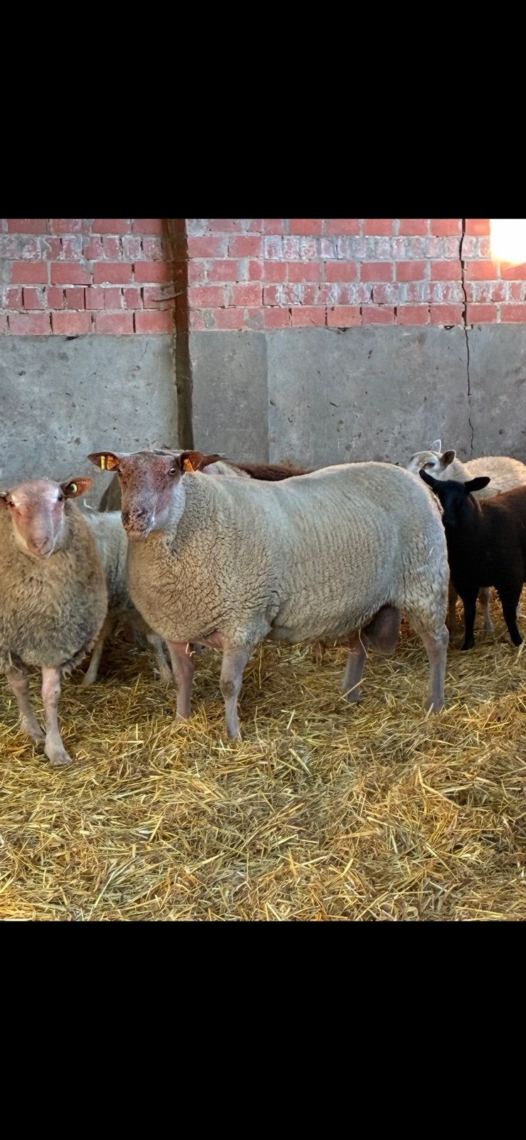 Rouge de l’ouest dekram, Dieren en Toebehoren