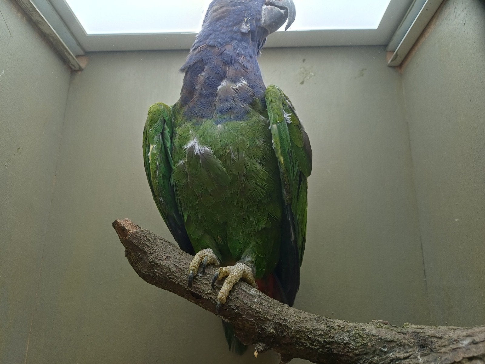 Femelle Pionus Menstruus 2025, Animaux & Accessoires, Femelle, Perroquet, Bagué