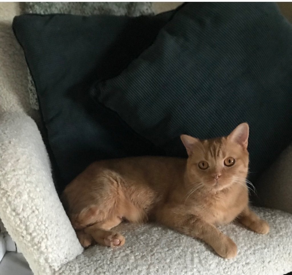 Brits korthaar poes ️, Animaux & Accessoires, Chatte ou Chat, Avec pedigree, 6 ans ou plus