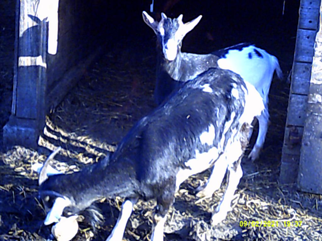 dwerggeiten, Dieren en Toebehoren, Schapen, Geiten en Varkens, Vrouwelijk, Geit, 0 tot 2 jaar