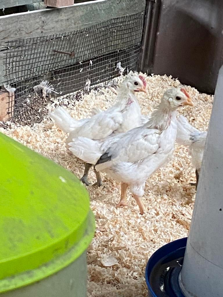 2 jonge haantjes mengeling van ayam cemani x witte leghoon, Dieren en Toebehoren, Pluimvee
