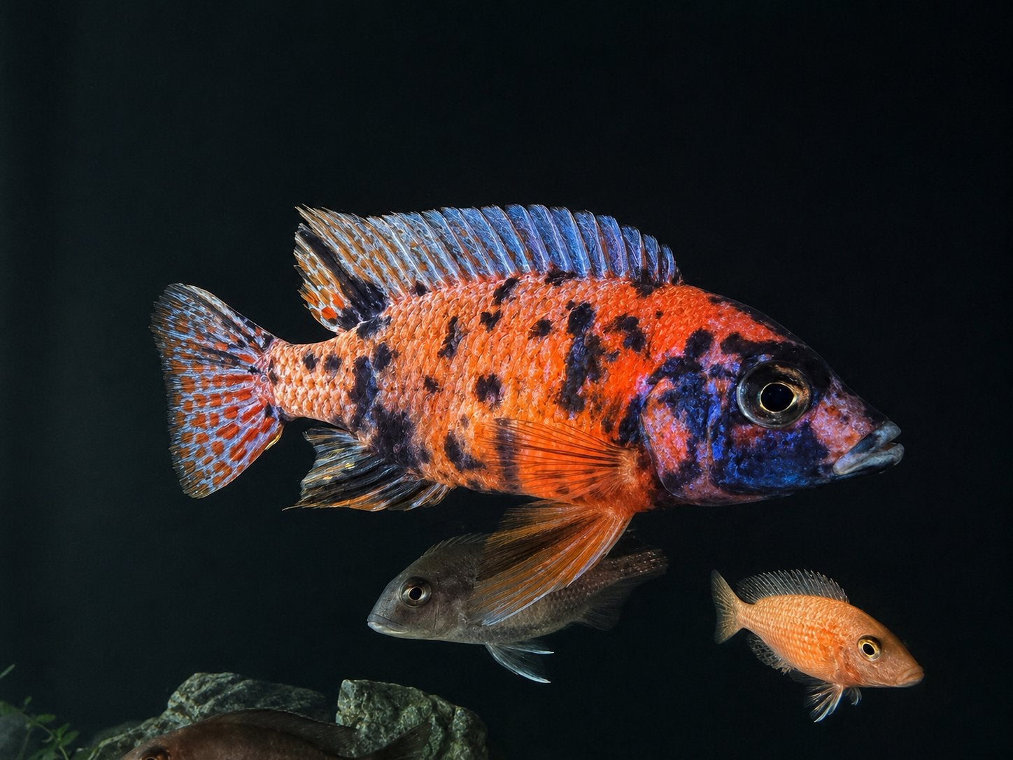 Aulonocara ob multicolor, Animaux & Accessoires, Poissons | Poissons d'aquarium