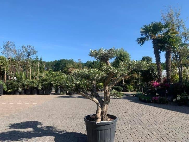 Mediterrane bomen assortiment | Palmen, olijven en vijgen, Ophalen of Verzenden