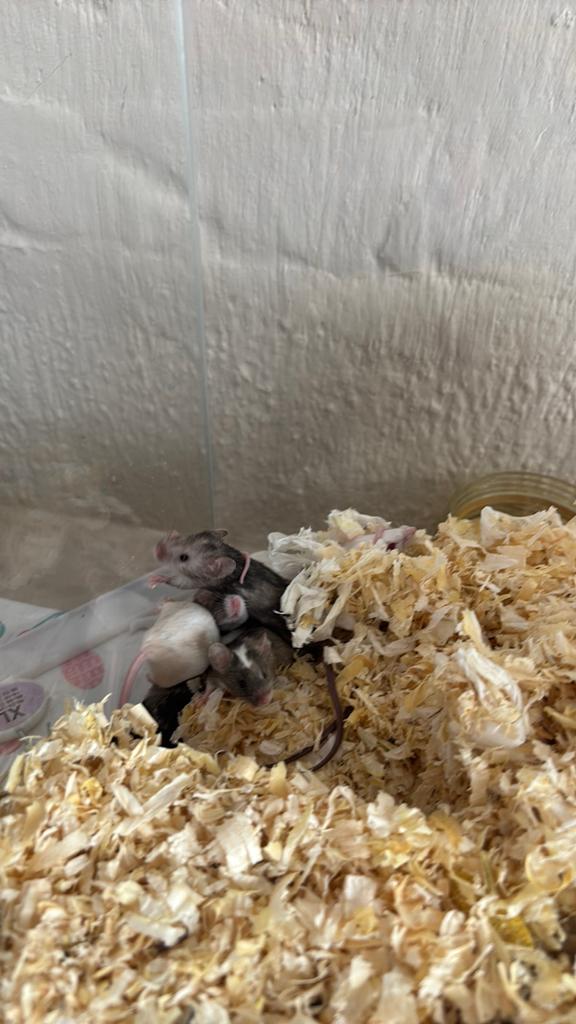 Kleur muisjes verschillende dames en nog 3 mannen, Dieren en Toebehoren, Knaagdieren, Maart, Meerdere dieren, Muis