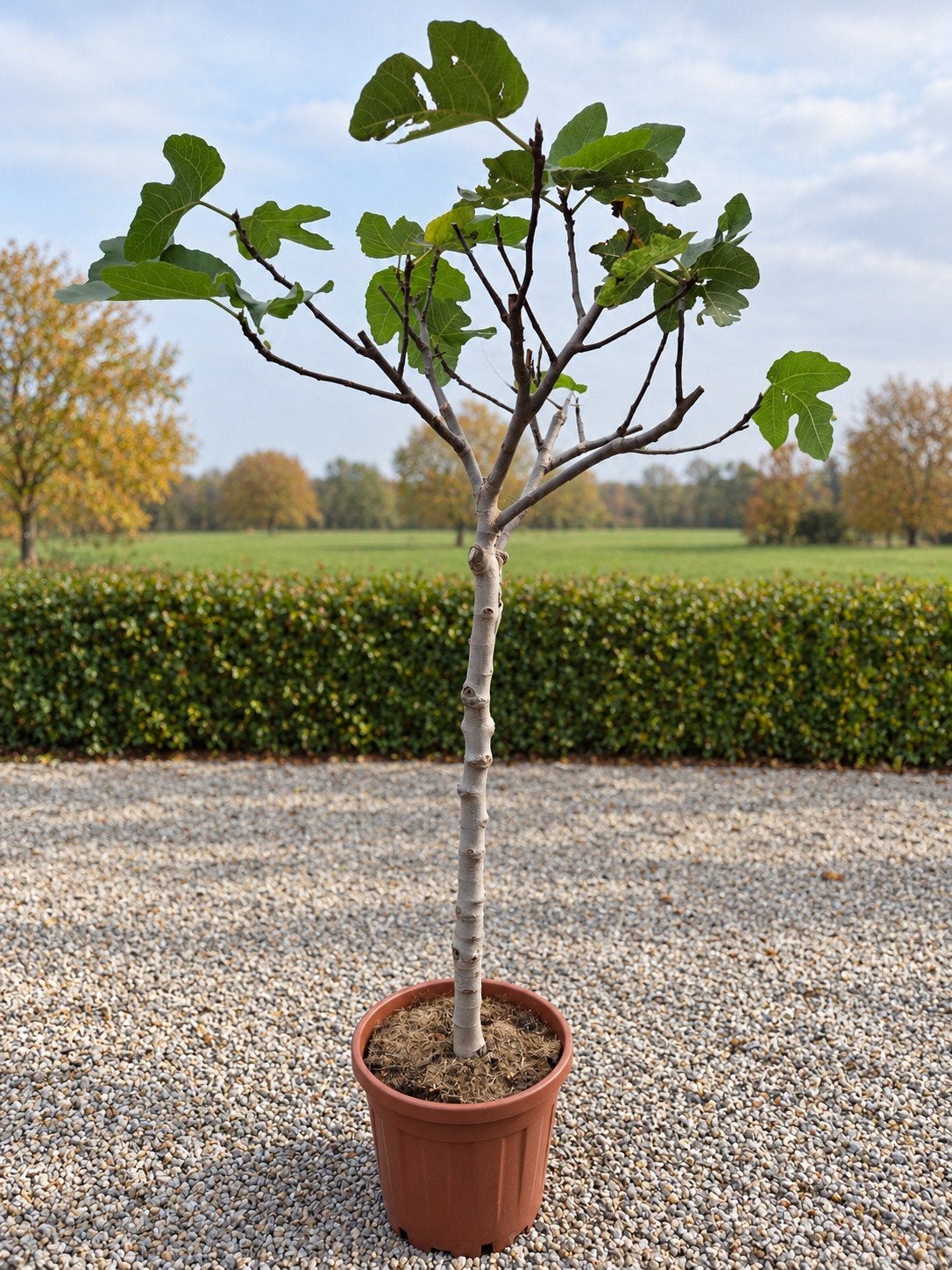 Vijgenboom Ficus Carica, Enlèvement, Ombre partielle, Figuier