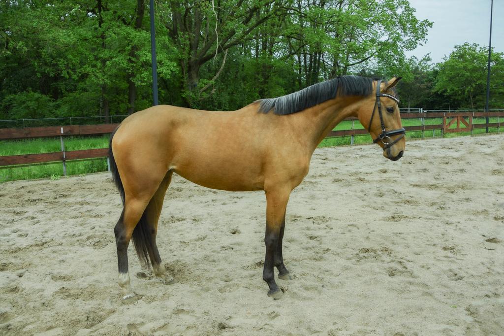 Brave 3 jarige VALK merrie E-pony 1.54m Zangersheide spring, Dieren en Toebehoren, Met stamboom, Springpony, Zadelmak, 3 tot 6 jaar