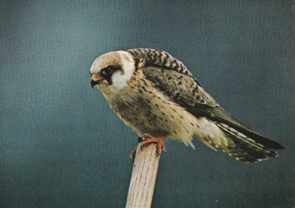 ROODPOOTVALK, Verzamelen, Postkaarten | Dieren, Ophalen of Verzenden, Ongelopen, Vogel