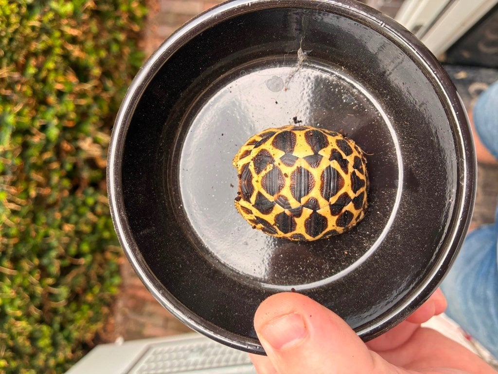 Schildpad, Animaux & Accessoires, Reptiles & Amphibiens, Tortue, 0 à 2 ans
