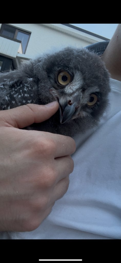 Sneeuwuil, Dieren en Toebehoren, Mannelijk, Roofvogel, Geringd
