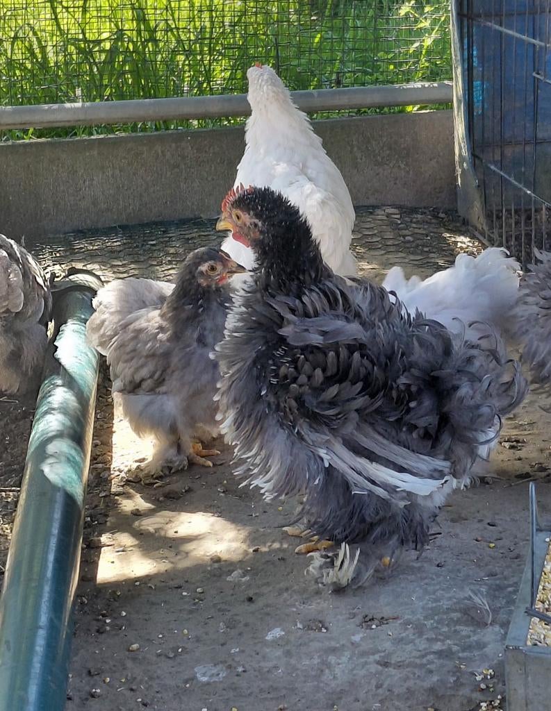 Coq cochin naine, Mâle, Poule ou poulet