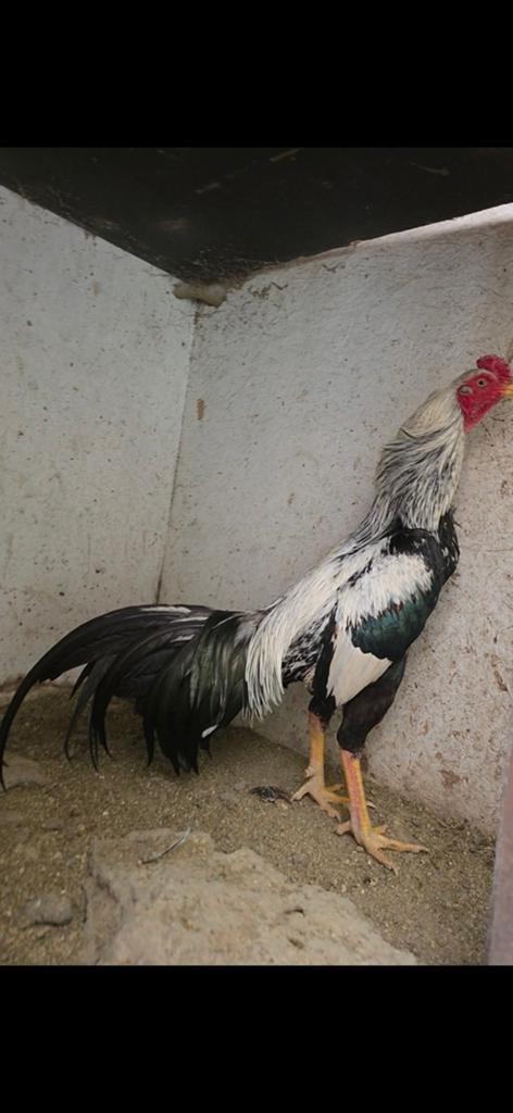 shamo