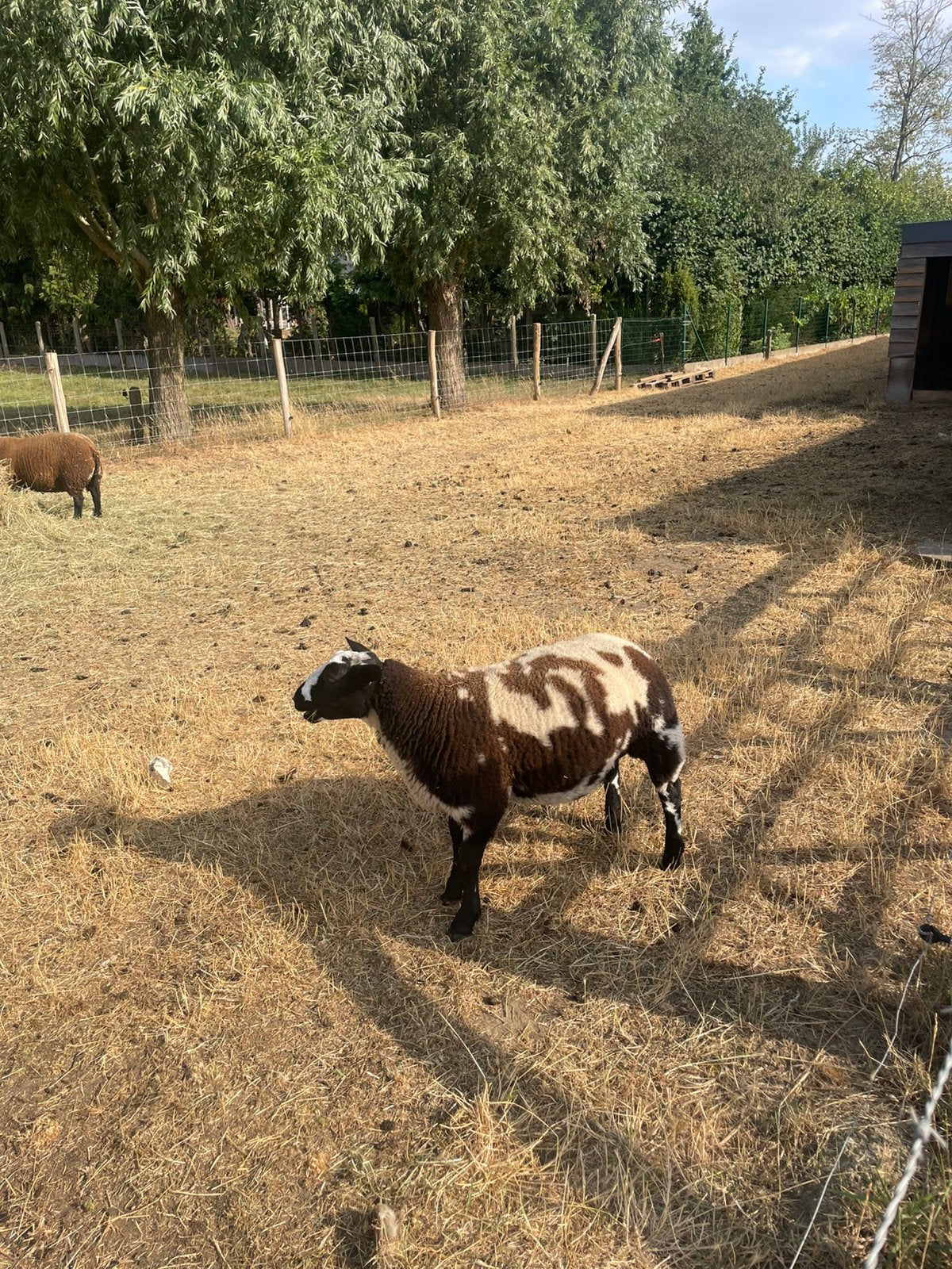 Bonter ram