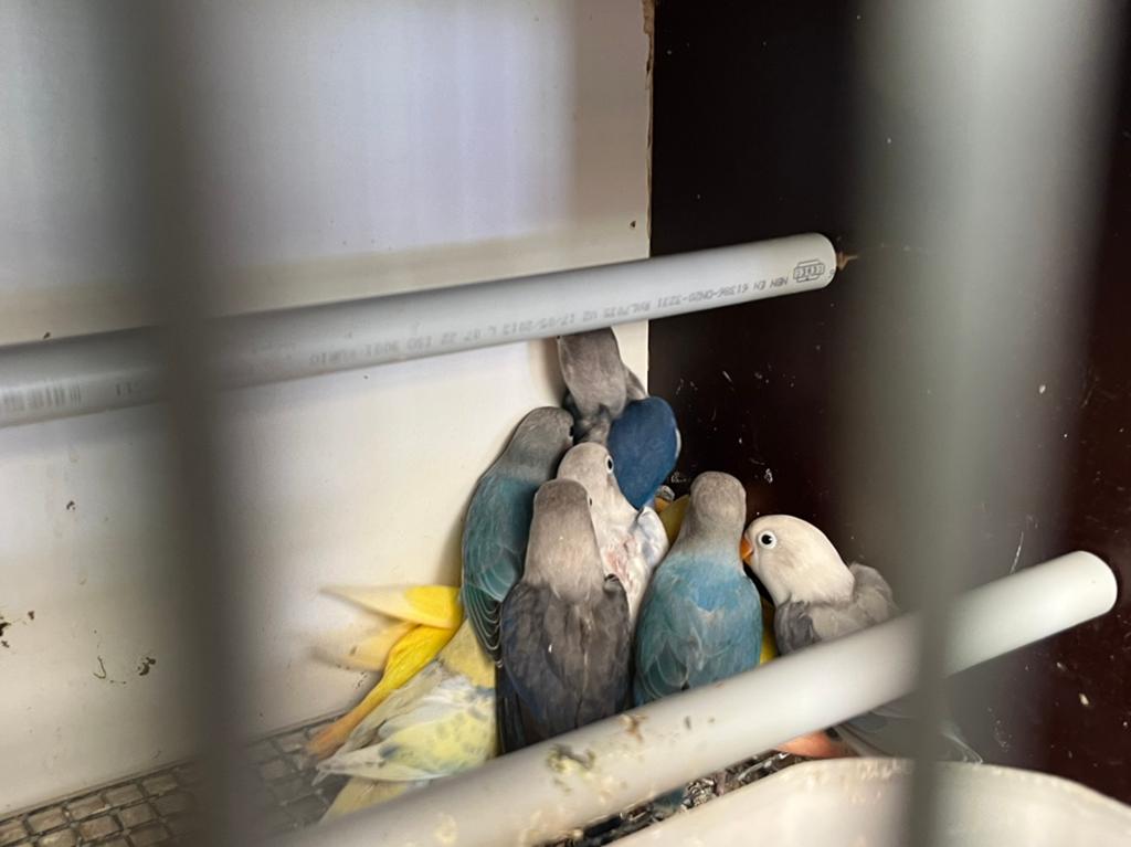 Baby dwergpapegaaien voor handopfok, Dieren en Toebehoren, Vogels | Parkieten en Papegaaien, Geslacht onbekend, Dwergpapegaai of Agapornis