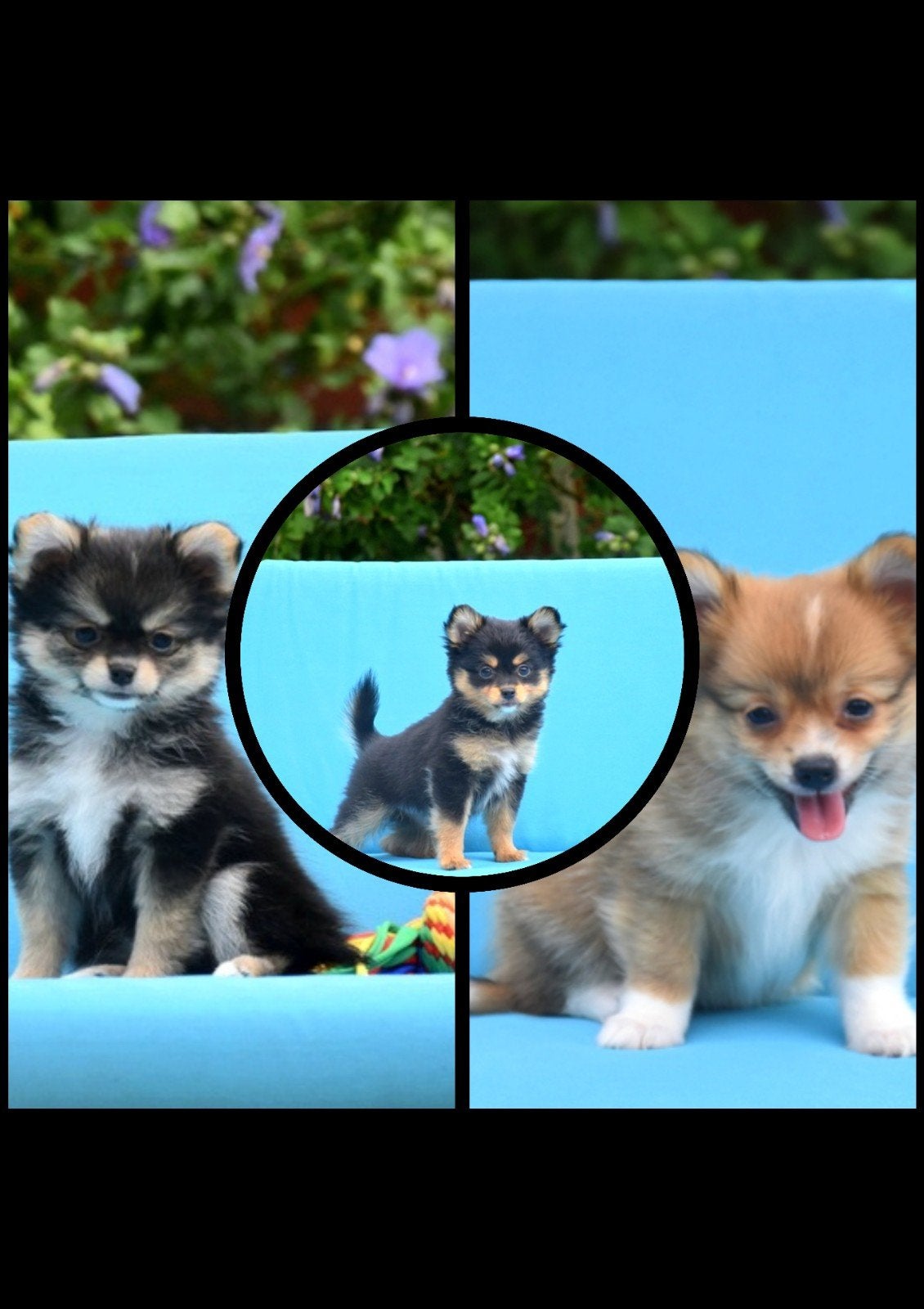 Prachtige Pomchi pupjes, Animaux & Accessoires, Chiens | Sans pedigree, Petit, Maladie de Carré (chiens), Plusieurs, Belgique
